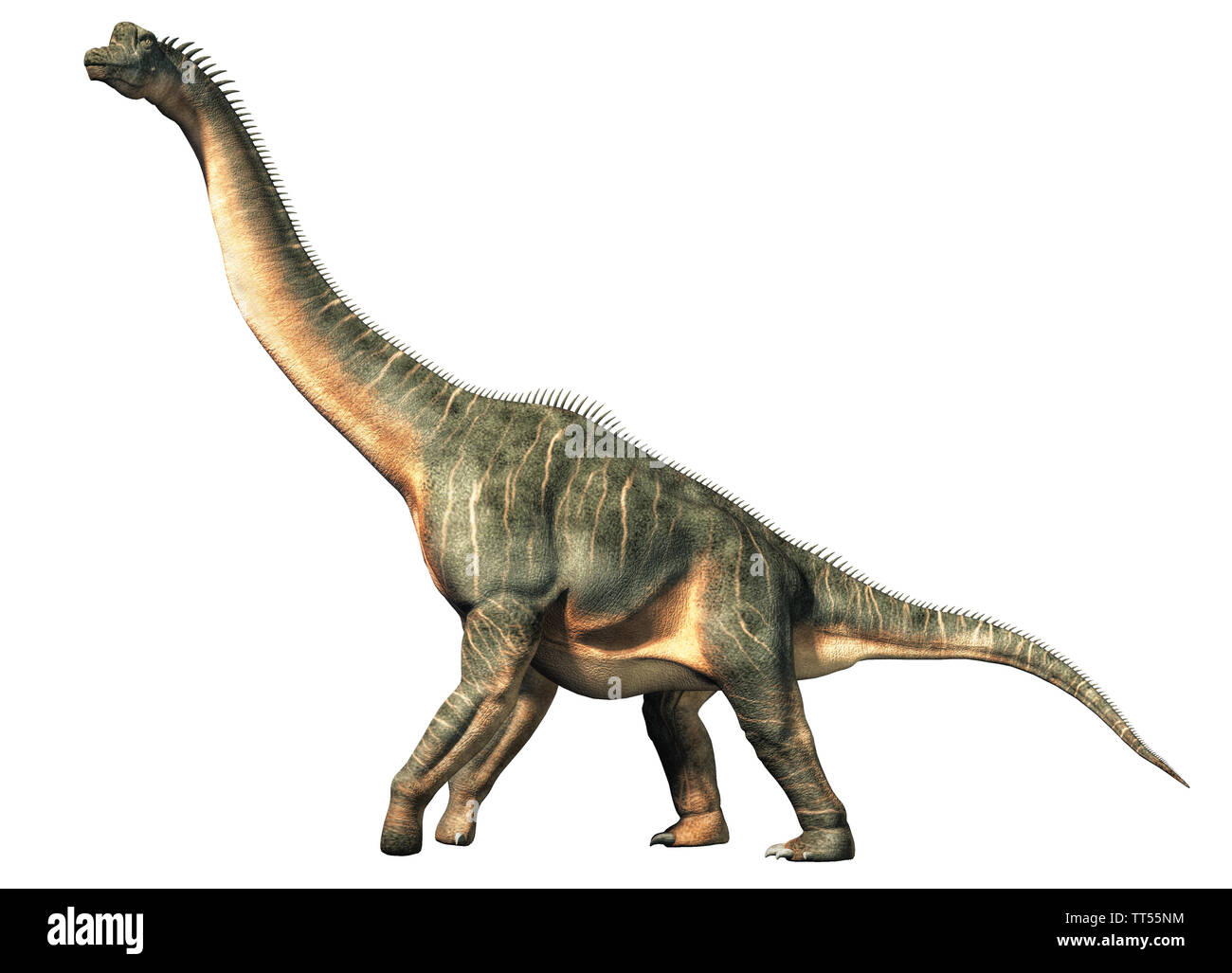 Brachiosaurus was a sauropod dinosaur, one of the largest and most popular. It lived in during the Late Jurassic Period. On a white background. Stock Photo