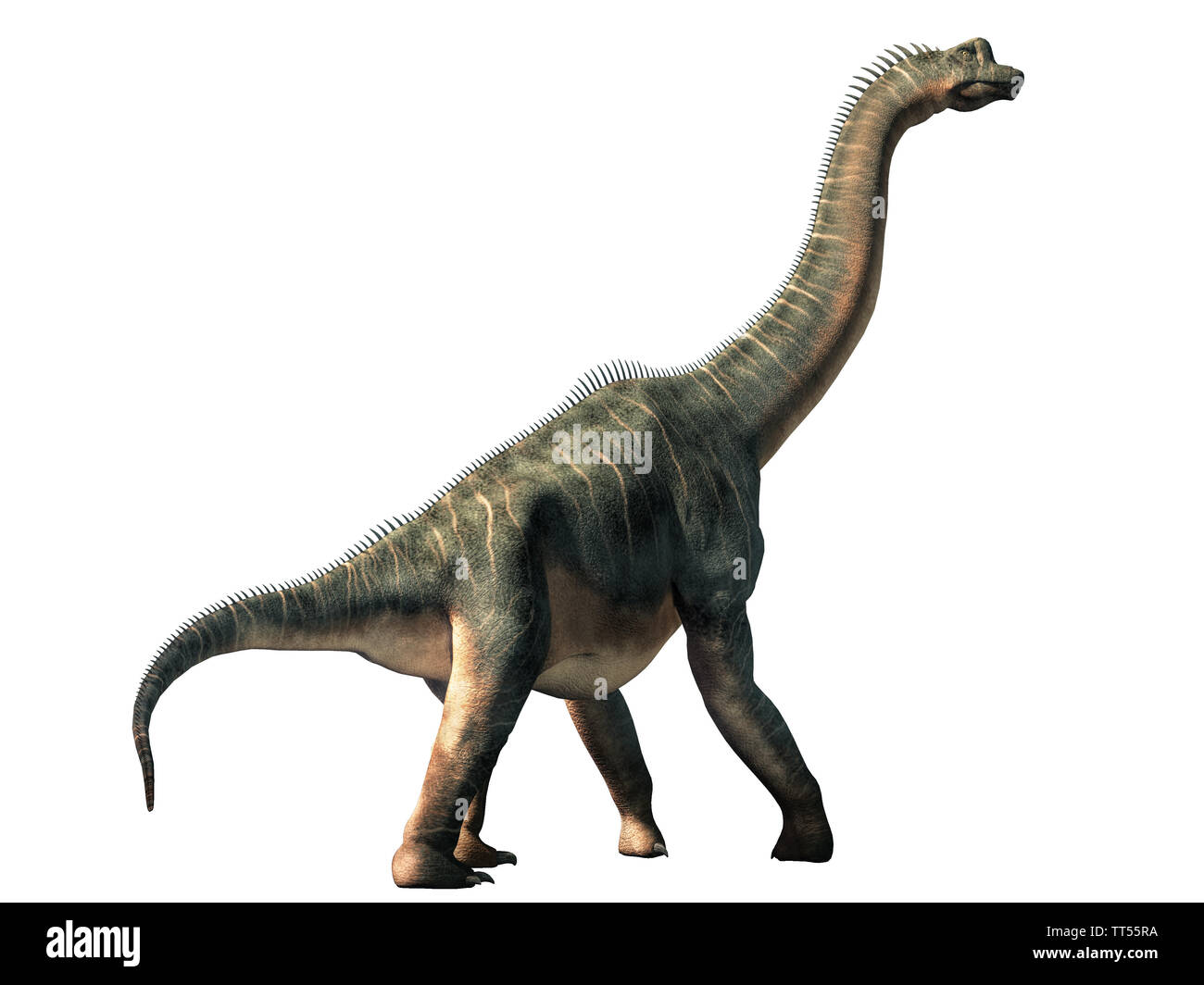Brachiosaurus was a sauropod dinosaur, one of the largest and most