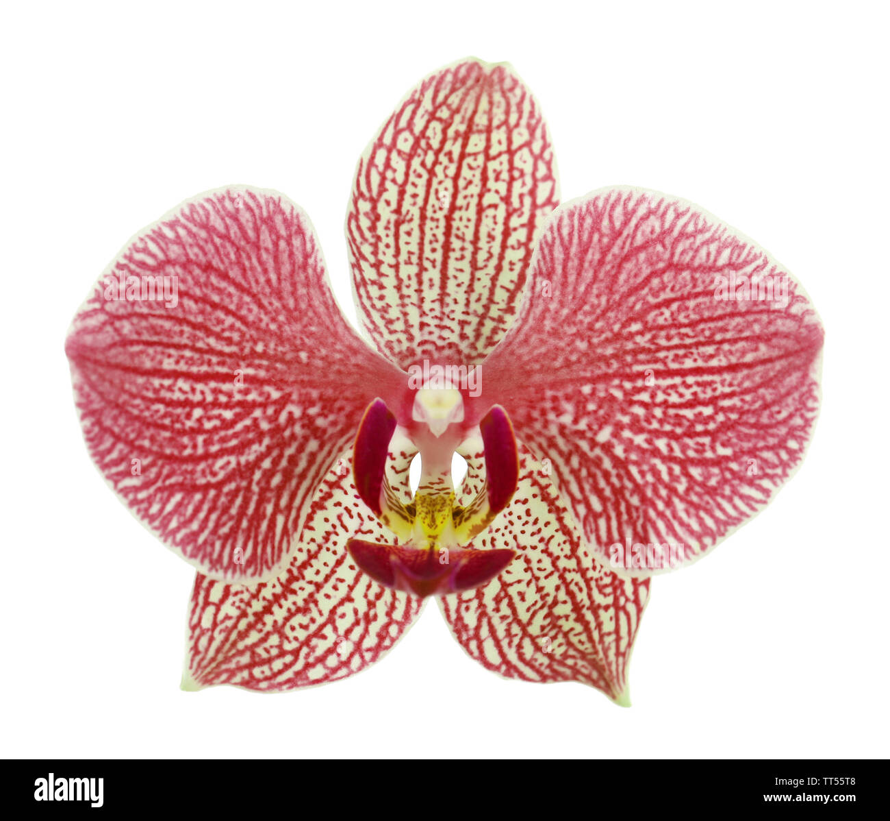Beautiful tropical orchid flower isolated on white Stock Photo - Alamy