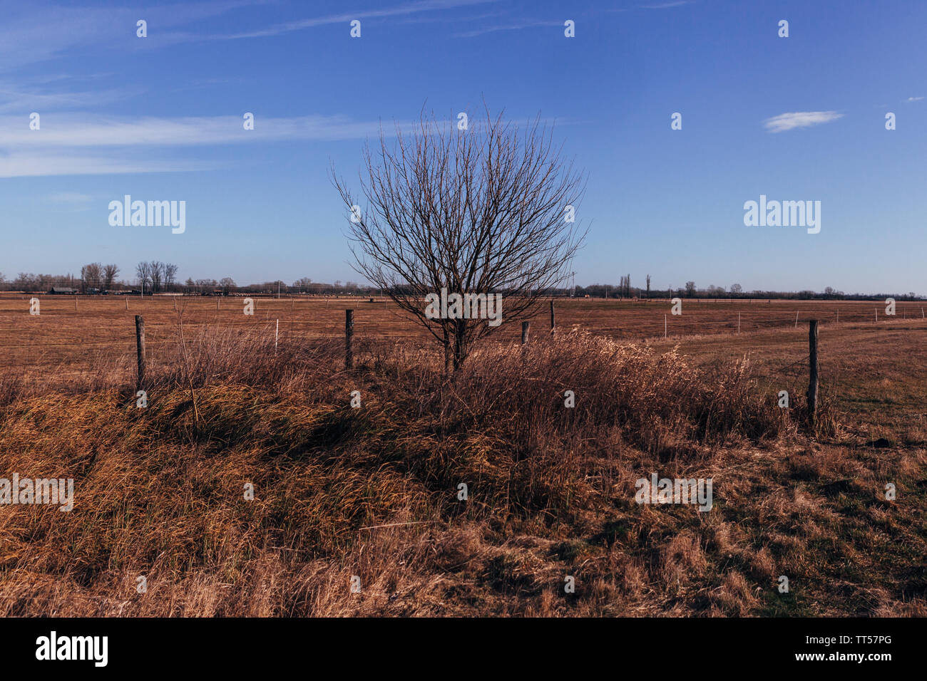 Lonely alone tree hi-res stock photography and images - Alamy