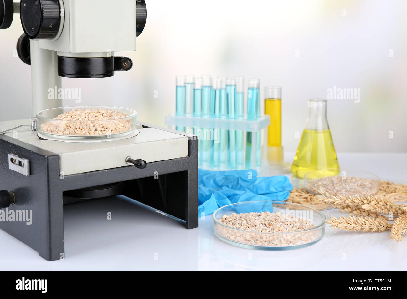 Microbiological testing for food quality at biochemistry laboratory ...