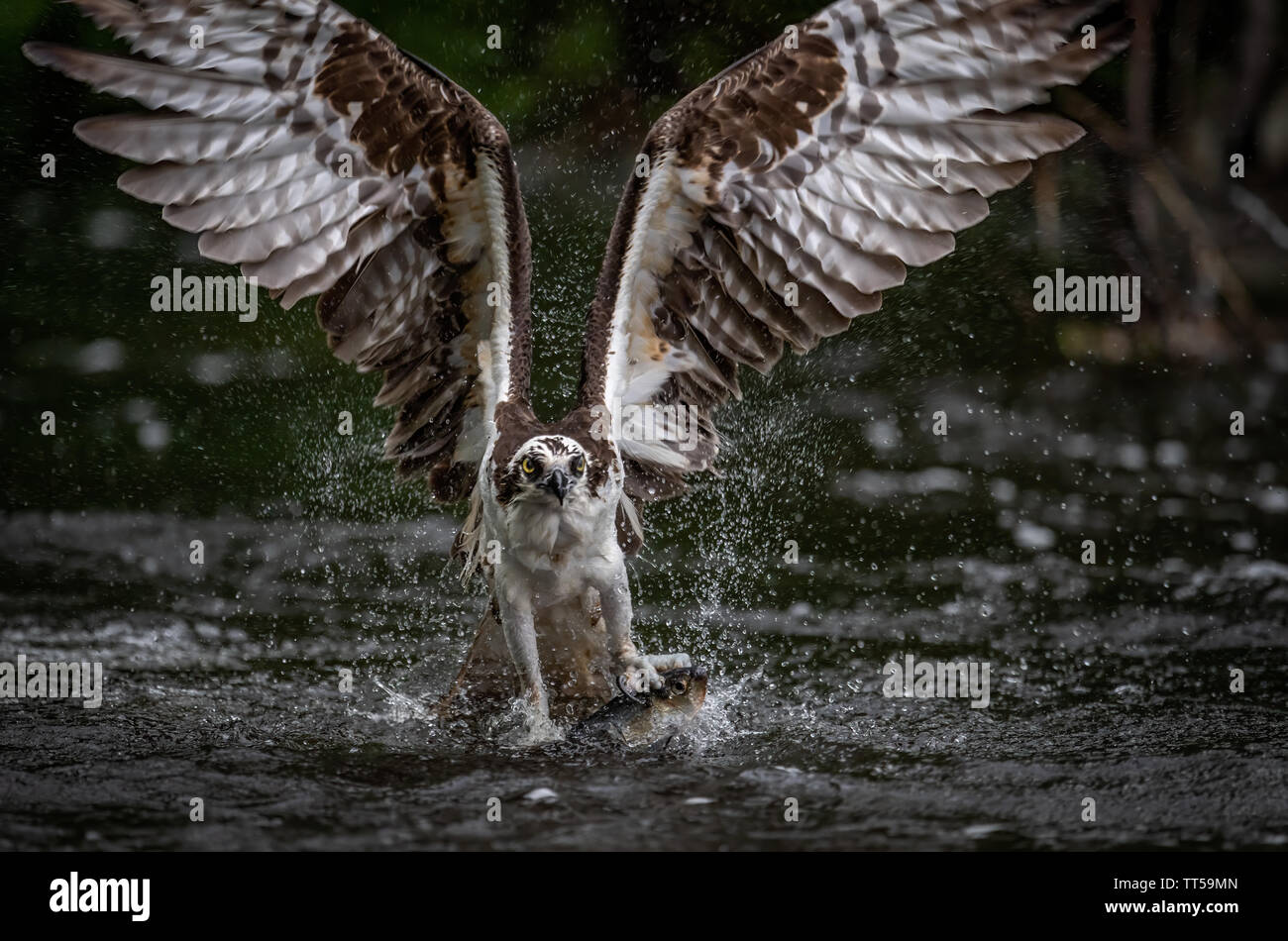 Osprey catching a Fish Stock Photo Alamy
