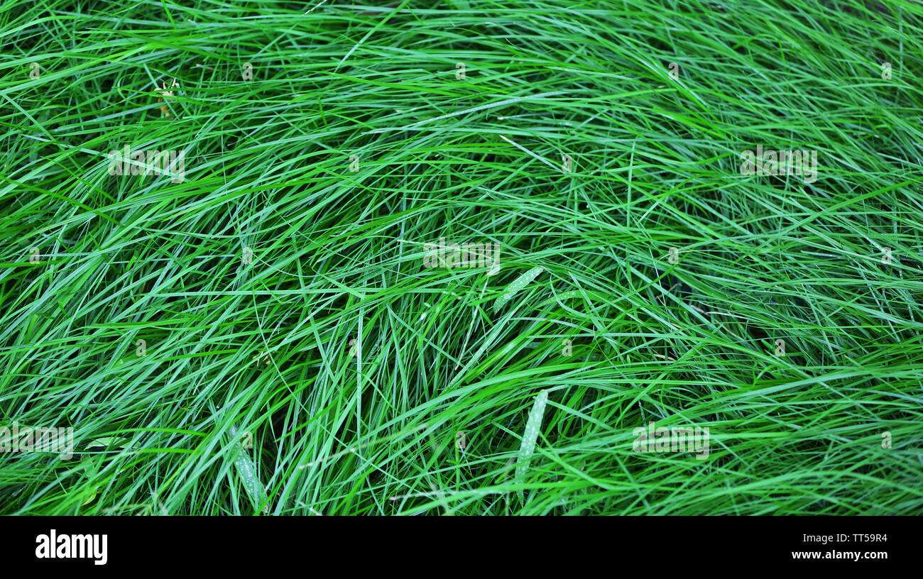 Green grass as background Stock Photo - Alamy