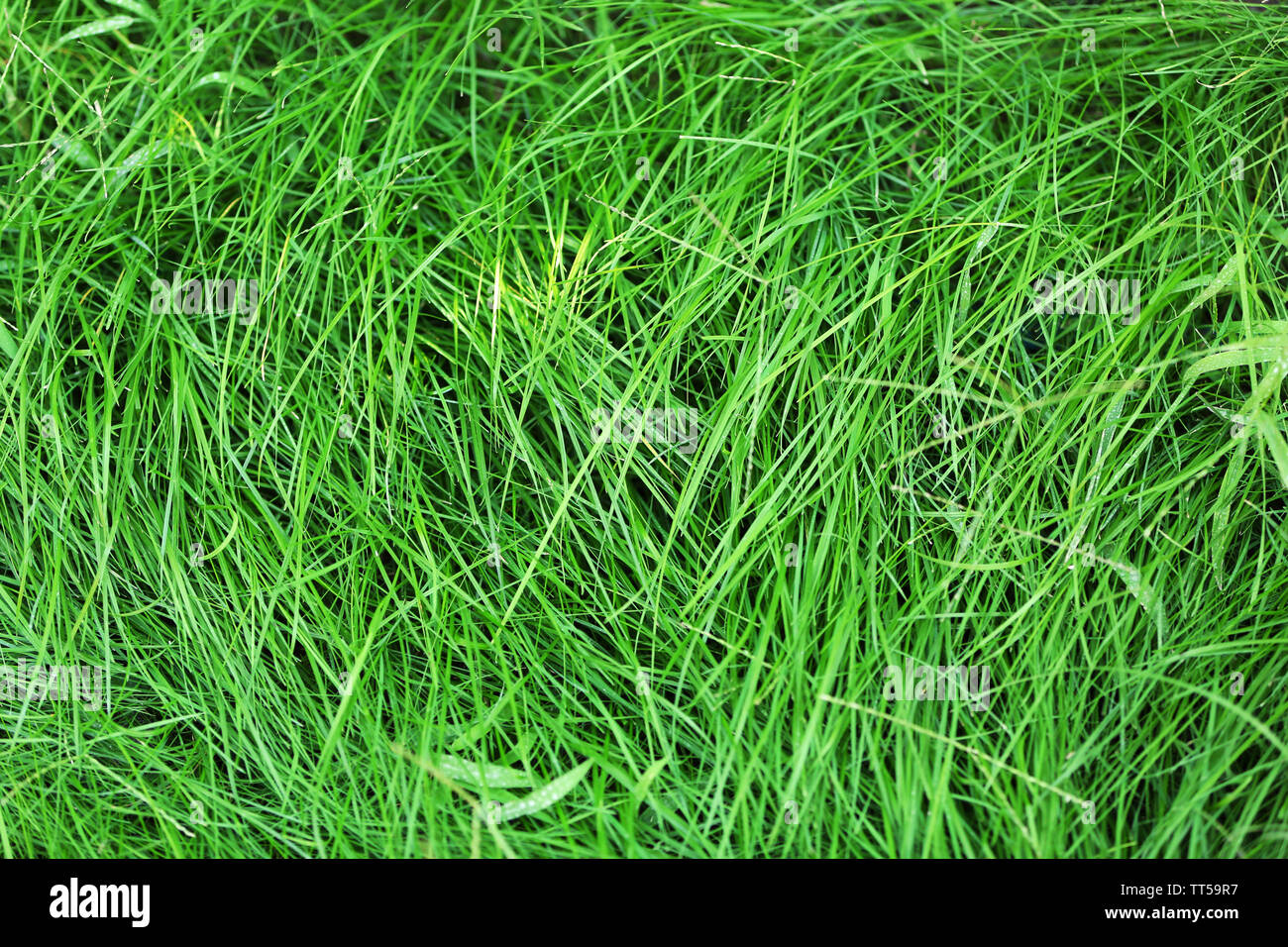 Green grass as background Stock Photo - Alamy
