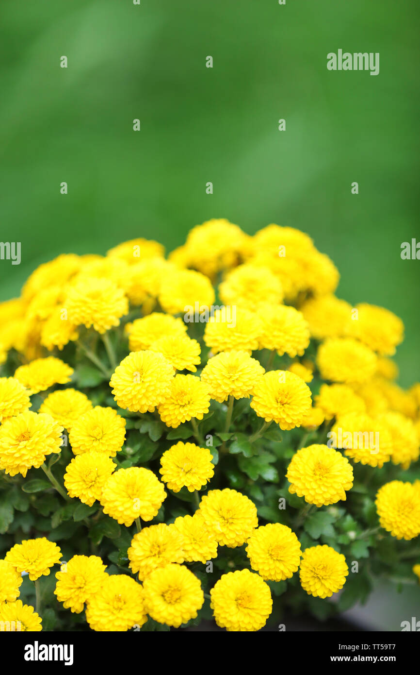 Yellow flowers on green grass background Stock Photo Alamy