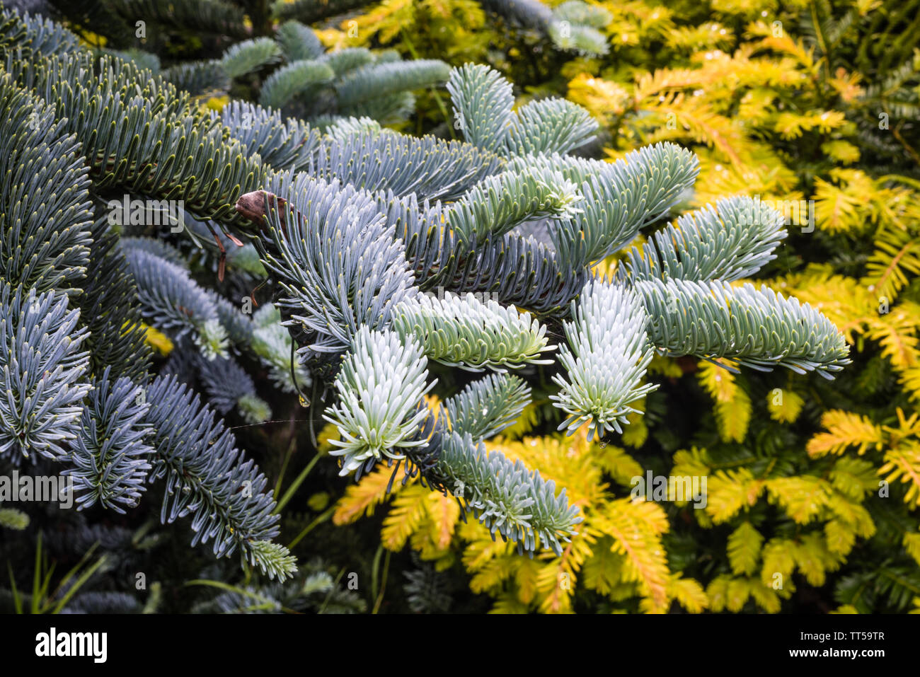 Abies procera glauca prostrata growing in a private garden. Stock Photo