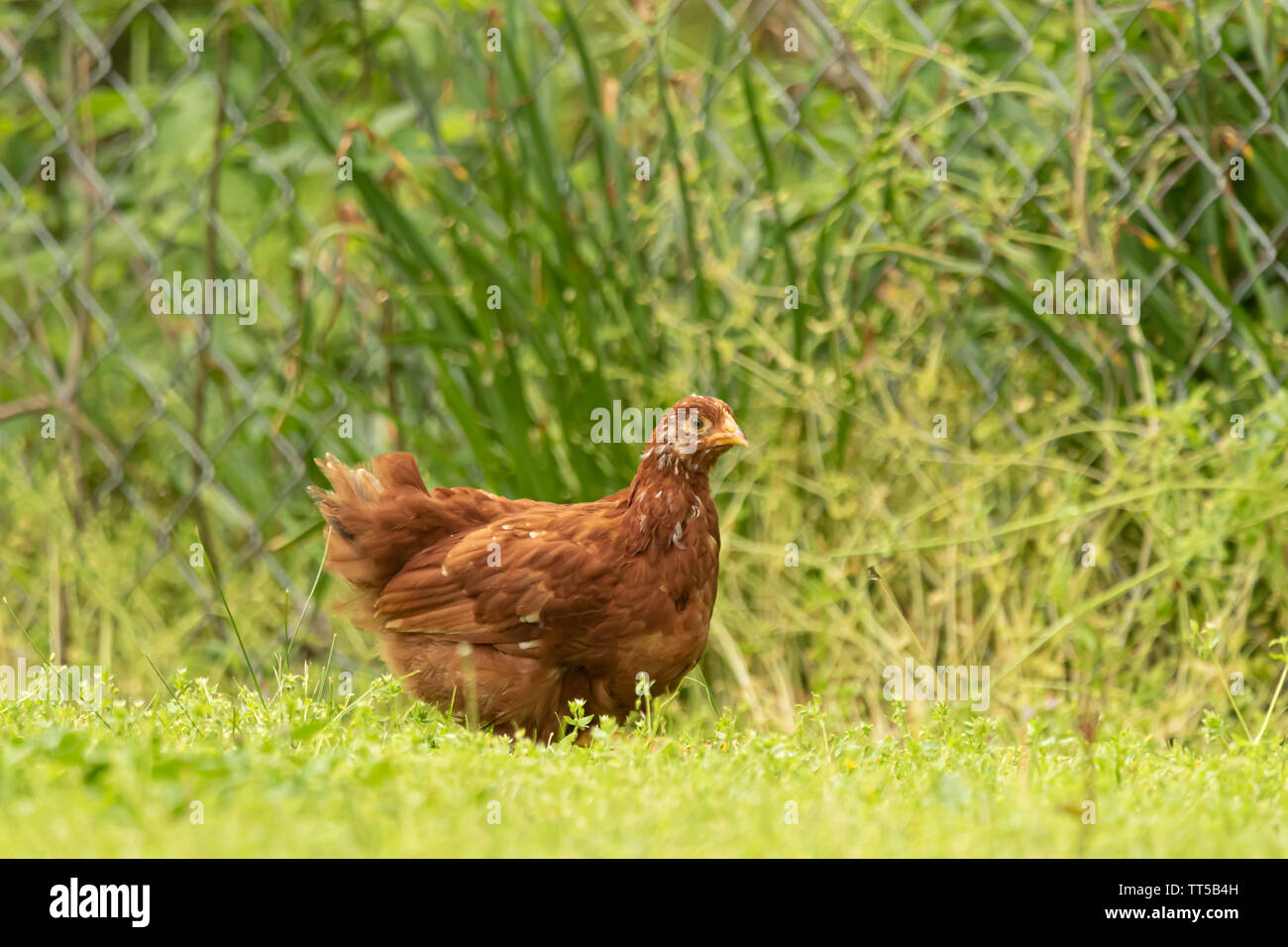 Red Production and Long Island Red Chickens search the grass for bugs