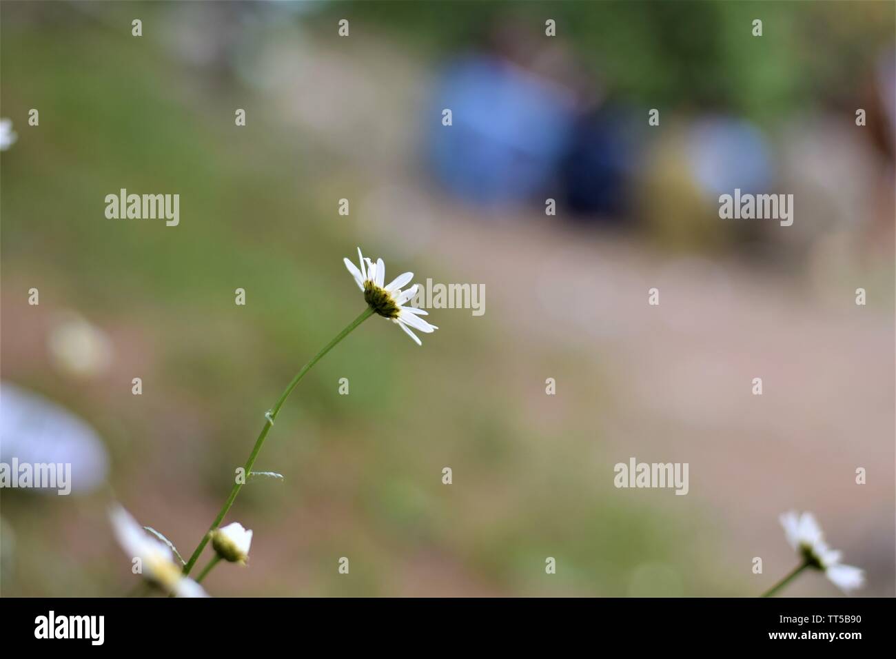 Plants on mountains hi-res stock photography and images - Alamy