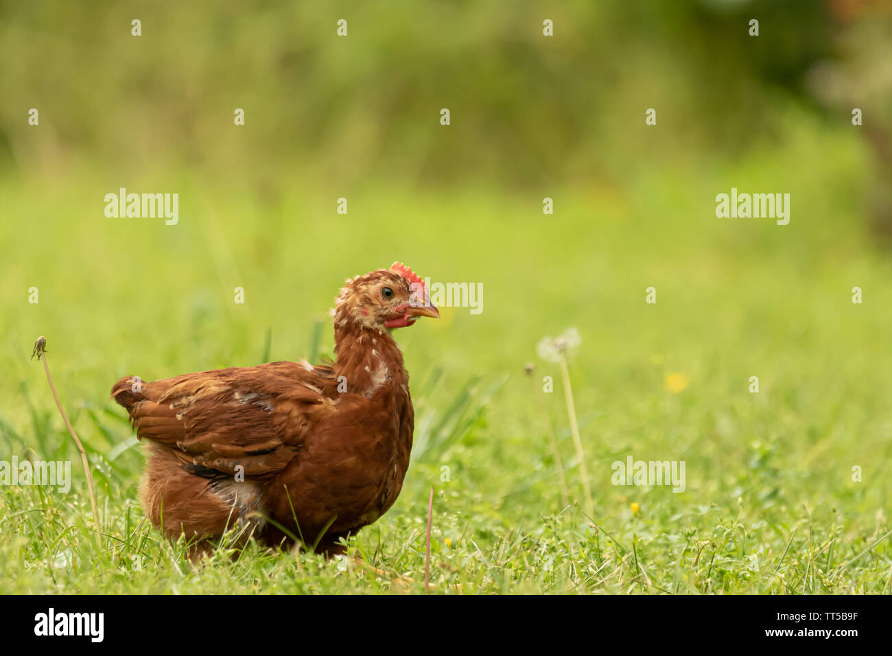 Red Production and Long Island Red Chickens search the grass for bugs