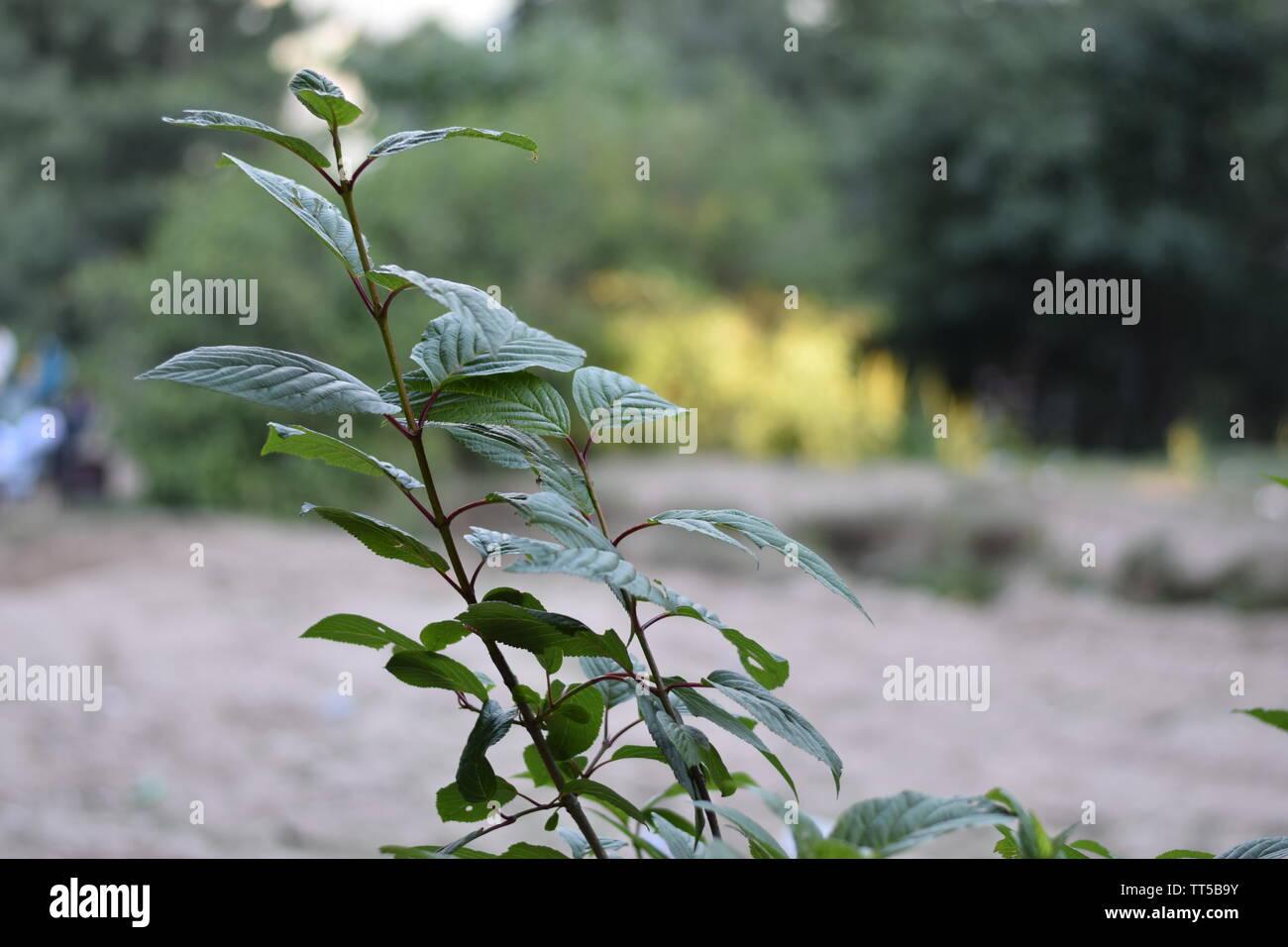 Plants on mountains hi-res stock photography and images - Alamy