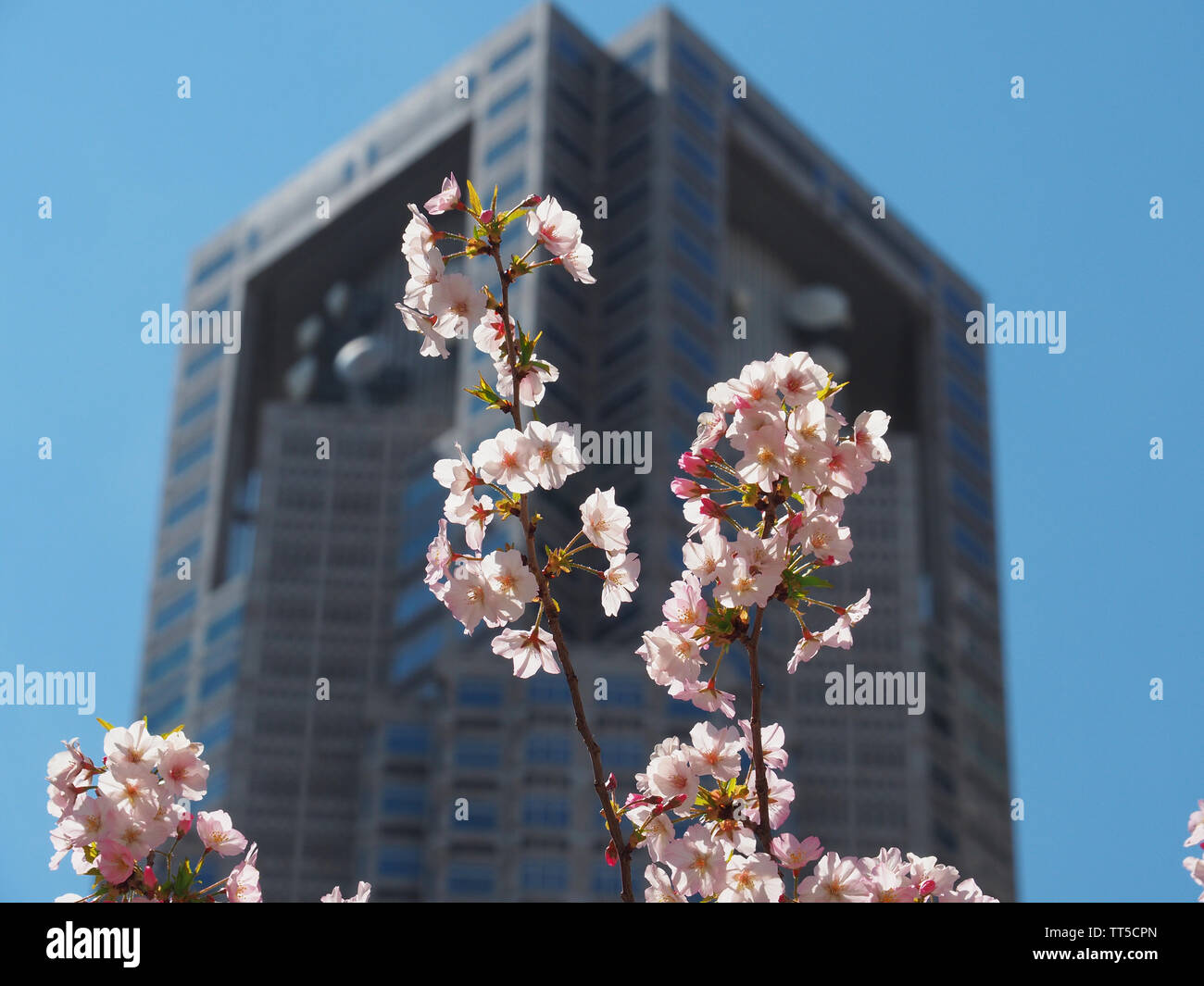 Tokyo tower sakura foreground in hi-res stock photography
