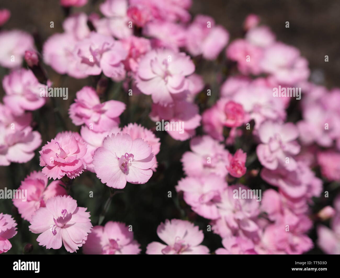 Close-up of a group of pink Dianthus caryophyllus Stock Photo