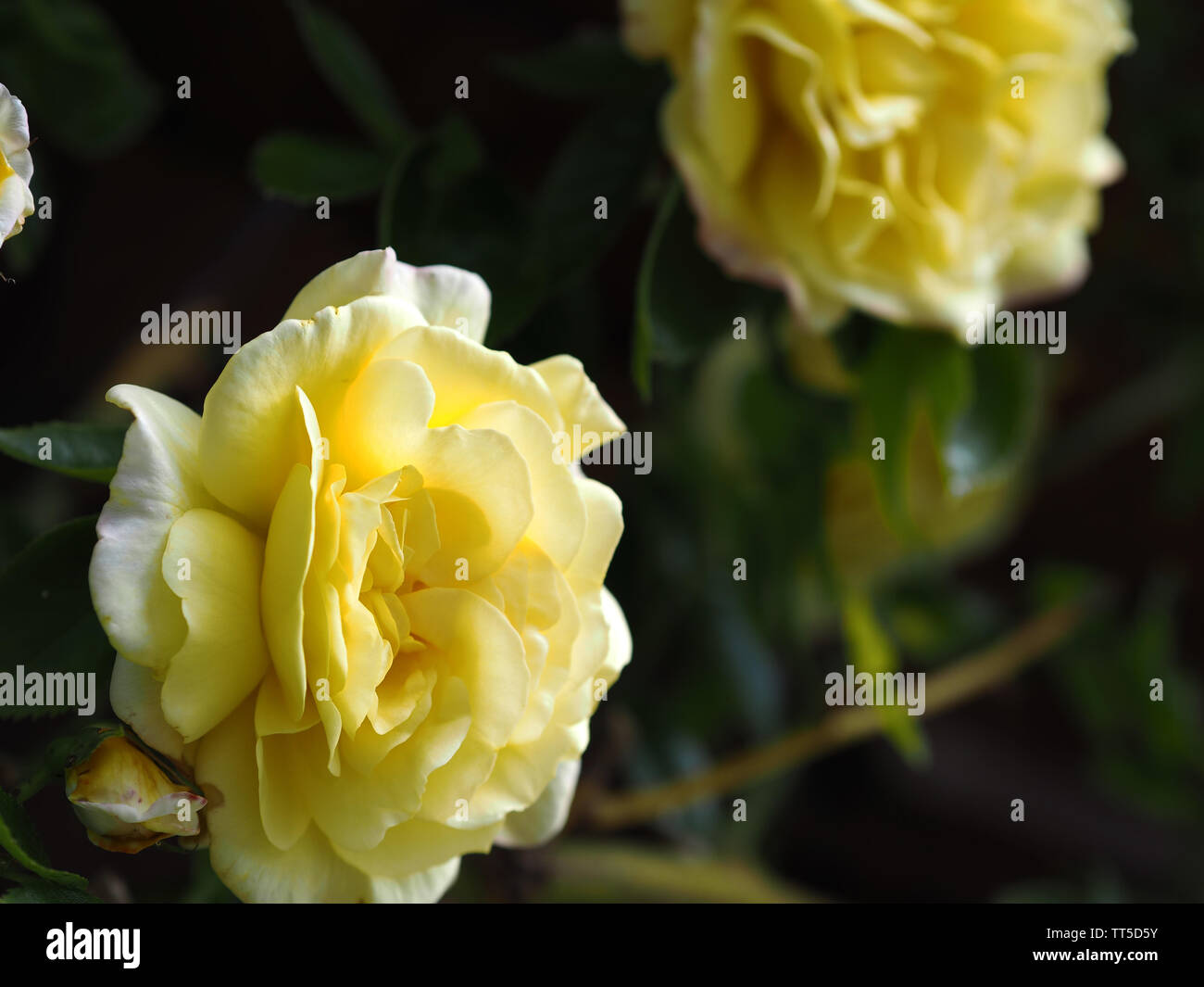 Golde Yellow Roses Bright yellow foliage of wooden wall hi-res stock photography and ...