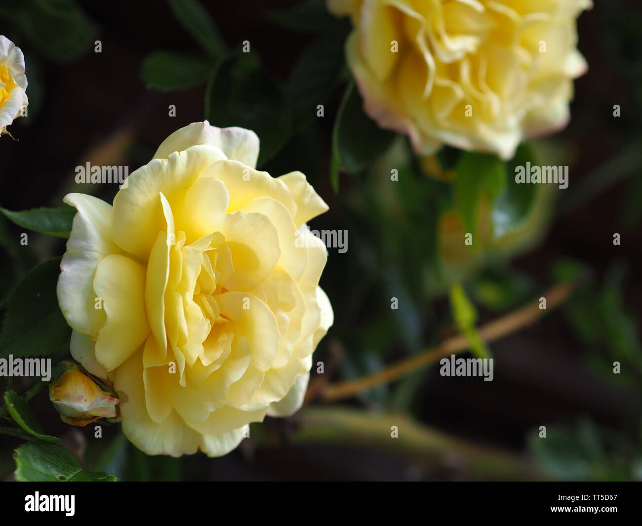 golden yellow roses on a wooden wall Stock Photo - Alamy