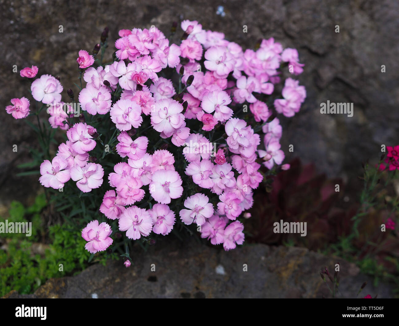 Close-up of a group of pink Dianthus caryophyllus Stock Photo