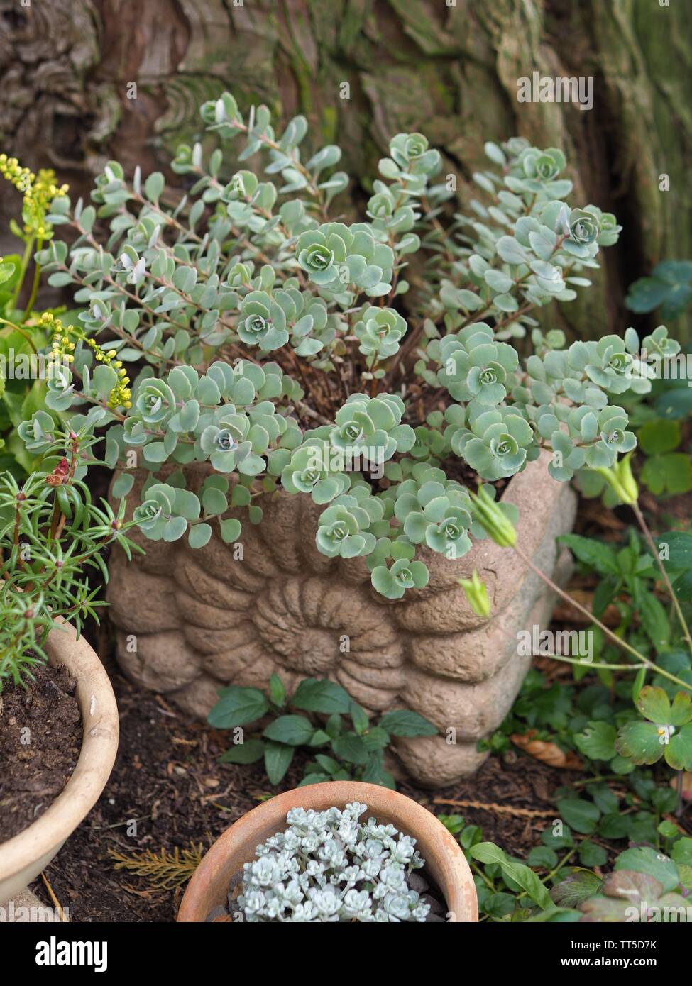 Sedum cauticola in a snail-shaped clay pot Stock Photo
