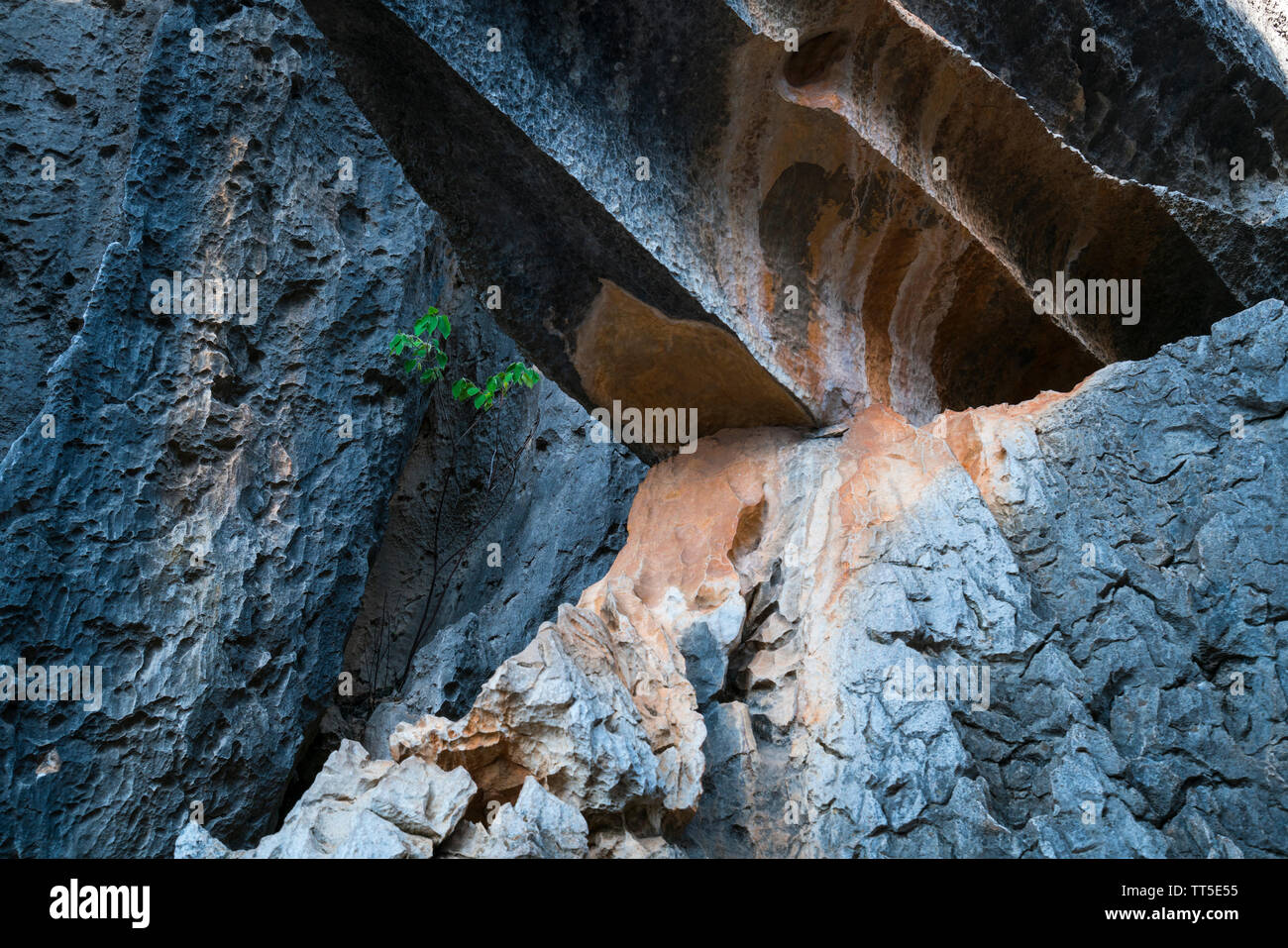 Tall rocks formations of limestone, The Stone Forest, Shilin Yi ...