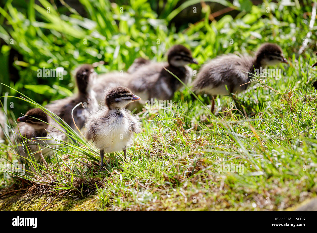 Wood Ducks taking a walk in the sunshine. Stock Photo