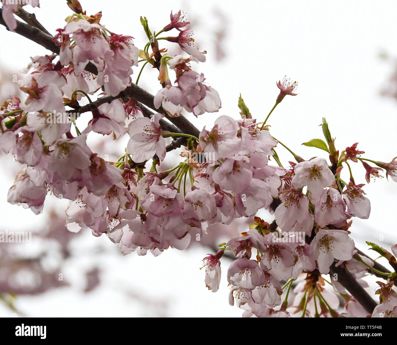 Cherry blossom tree zoom hi-res stock photography and images - Alamy