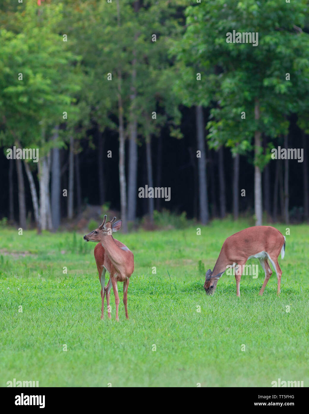 Buck and doe whitetail deer on a field in North Carolina Stock Photo