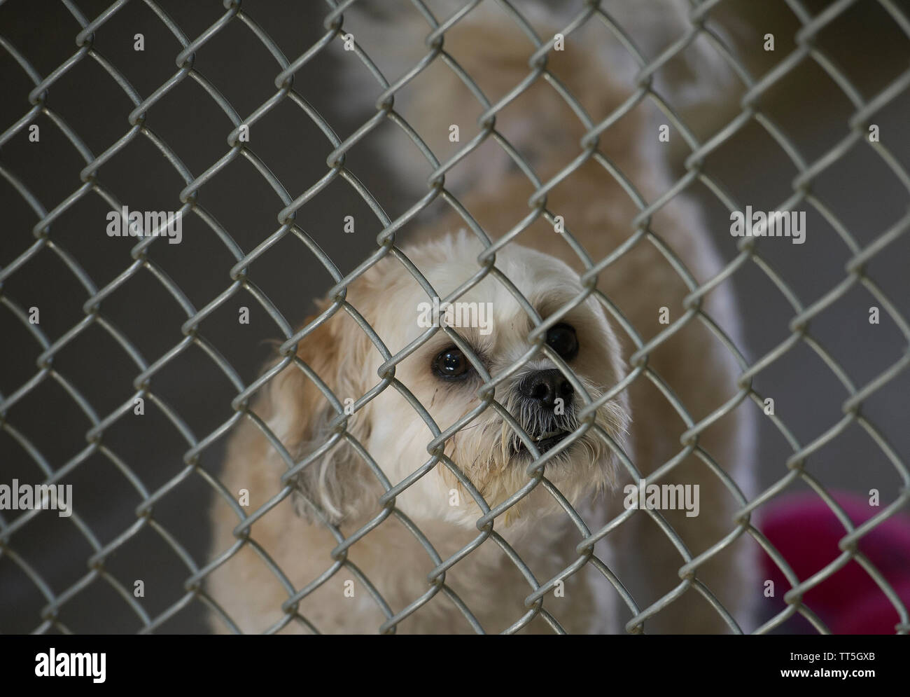 UNITED STATES - May 2, 2016: Loudoun County Animal Shelter on Charles Town Pike near Waterford. The shelter just got 12 dogs from New Orleans ahead of Stock Photo - Alamy UNITED STATES - May 2, 2016: Loudoun County Animal Shelter on Charles Town Pike near Waterford. The shelter just got 12 dogs from New Orleans ahead of Stock Photo - Alamy
