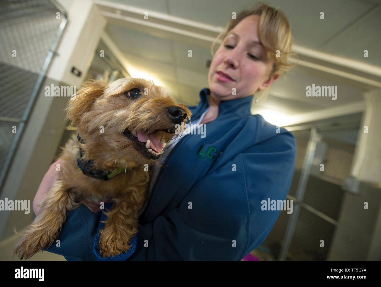 UNITED STATES - May 2, 2016: Nina Stively the Director of Animal Services  for Loudoun County holds a yorkie named "professor" at the Loudoun County A  Stock Photo - Alamy
