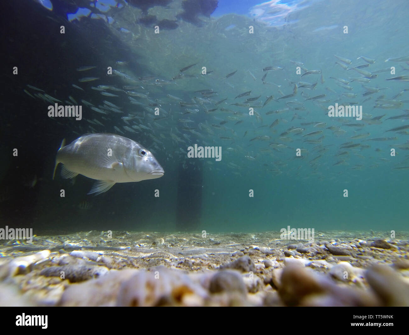 Lethrinid fish hunting baitfish underneath jetty, Fitzroy Island, Great ...
