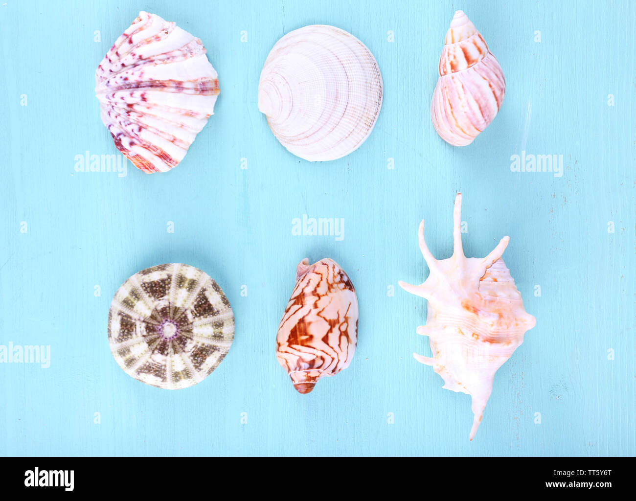 Sea souvenirs on light blue background Stock Photo - Alamy