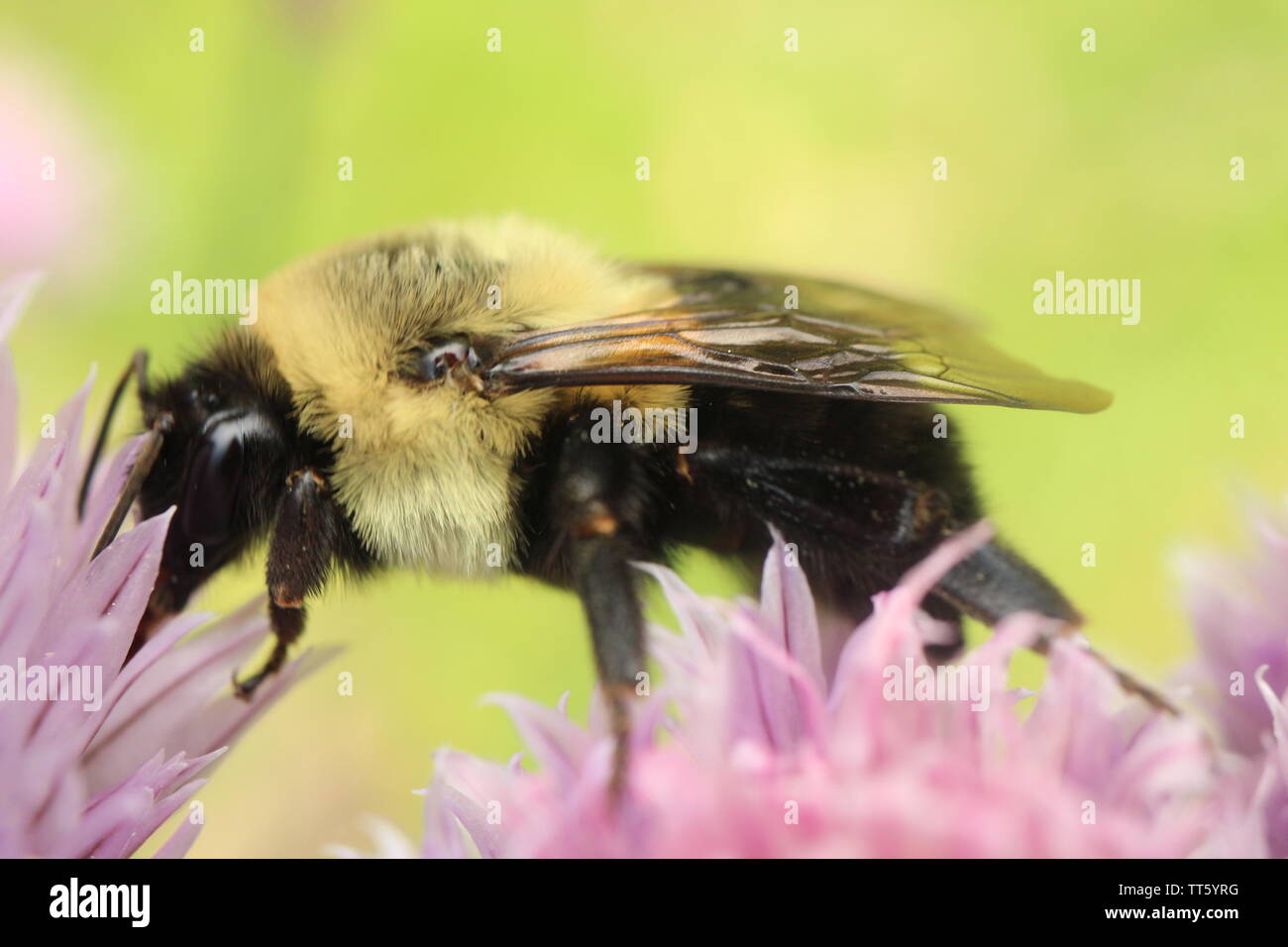 Macro photograph of a Common Eastern Bumble Bee foraging on the flowers of a chive plant. Stock Photo
