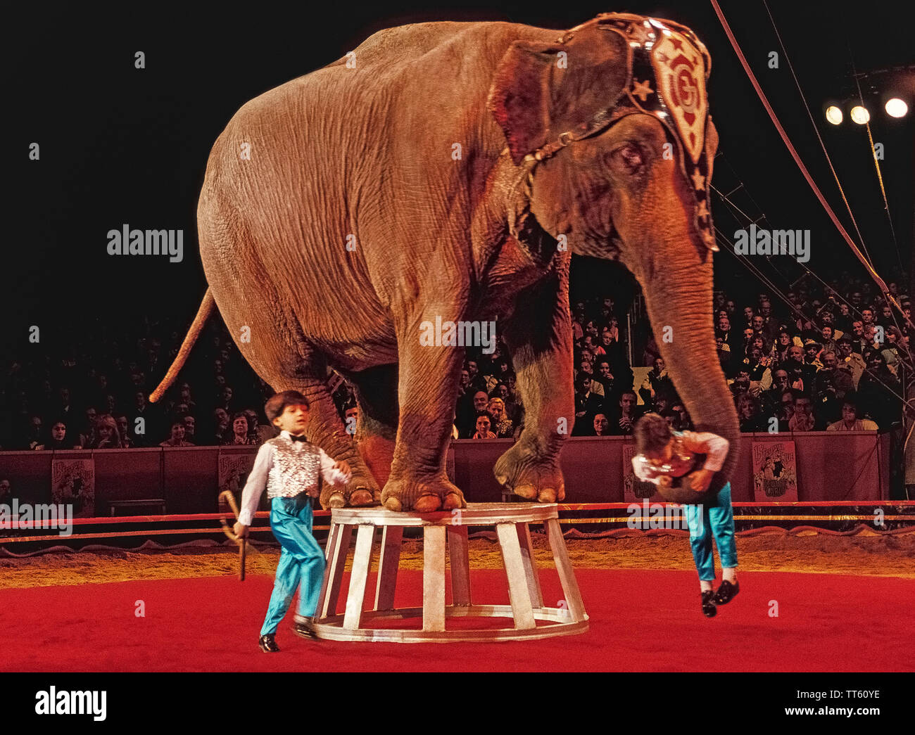 Circus elephant on trunk hi-res stock photography and images - Alamy