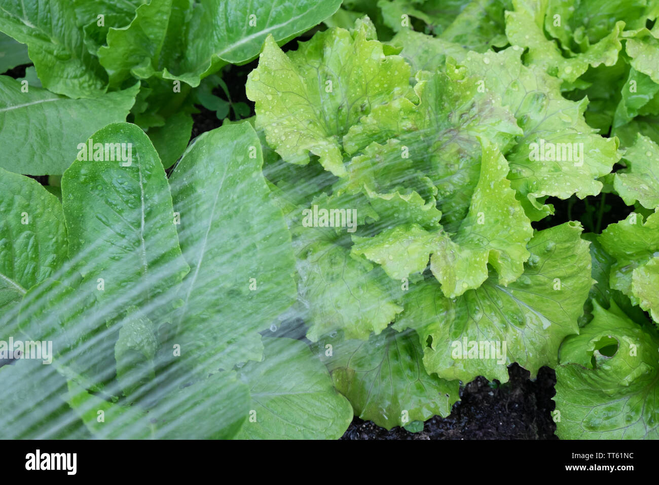 Watering lettuces - summer gardening with water from hose sprinkler. Lettuce varieties are Cos Romaine and Michelle. Stock Photo