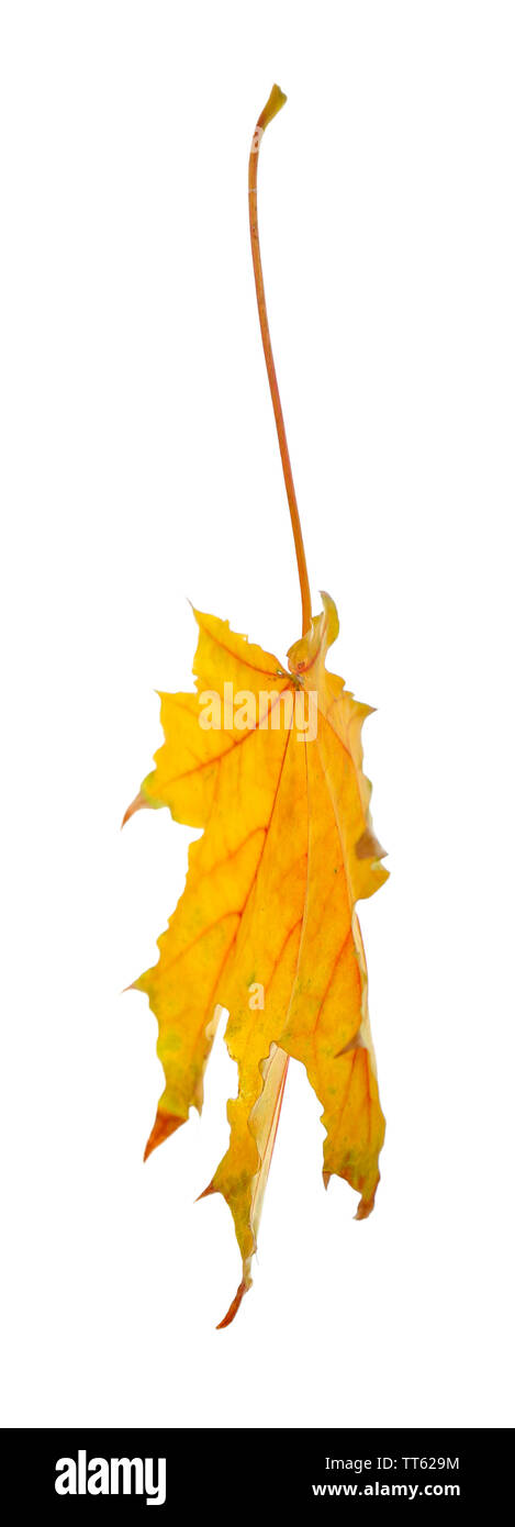Autumn leaf isolated on white Stock Photo - Alamy