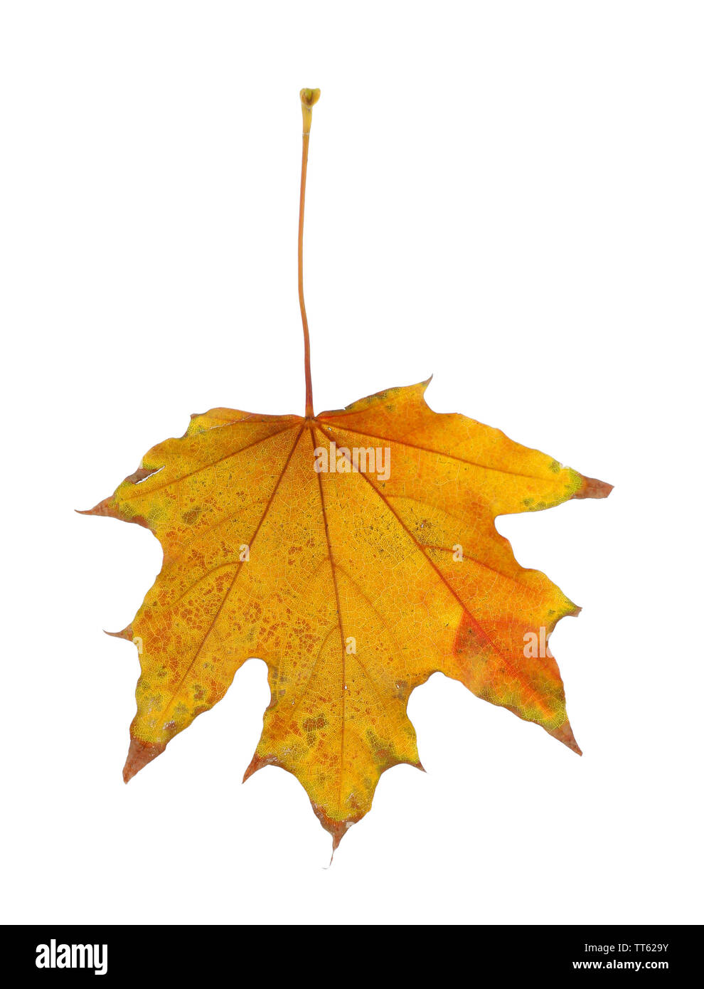 Autumn leaf isolated on white Stock Photo - Alamy