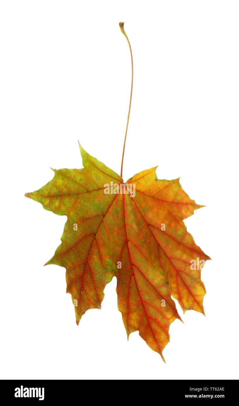 Autumn leaf isolated on white Stock Photo - Alamy