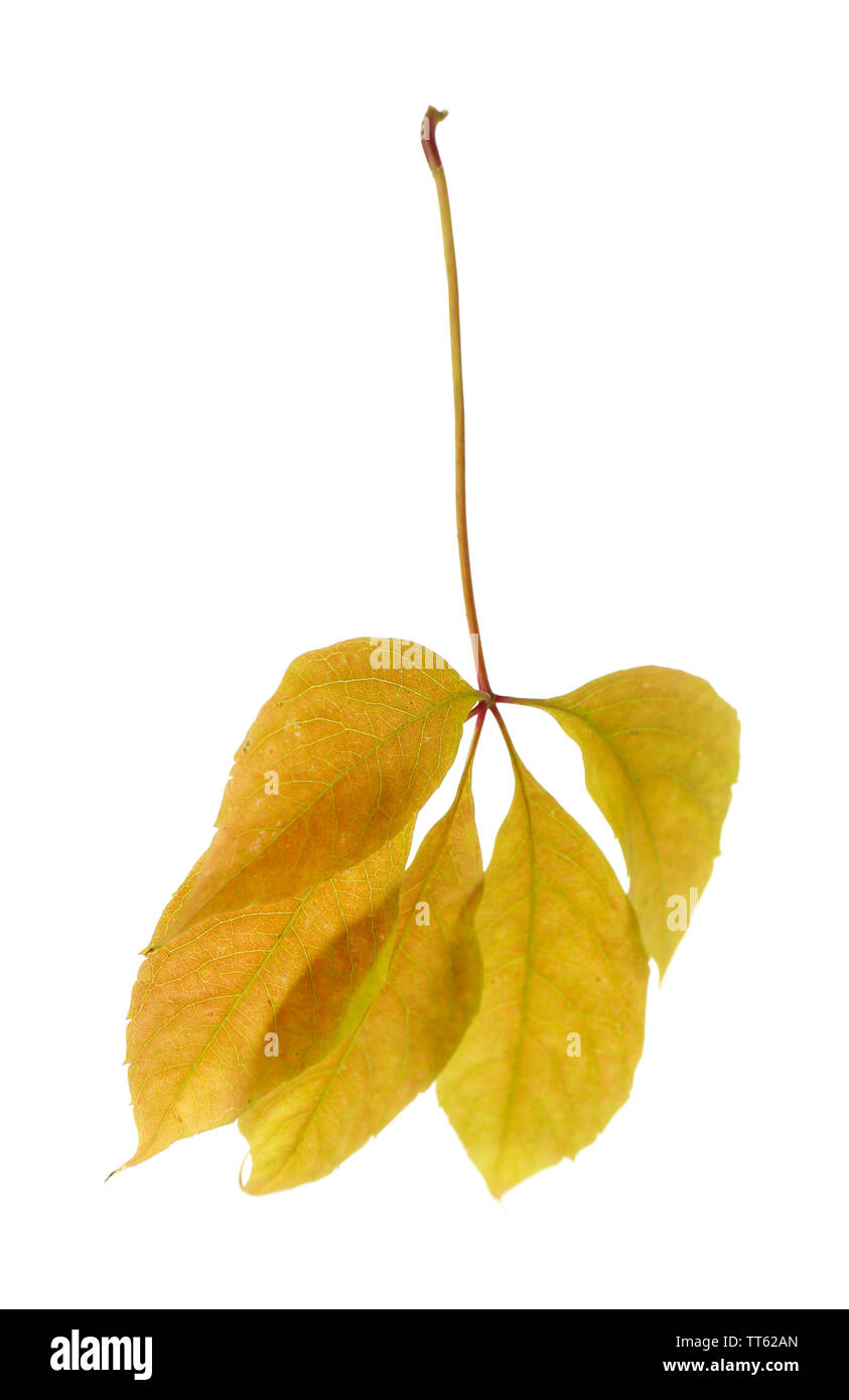 Autumn leaves isolated on white Stock Photo - Alamy
