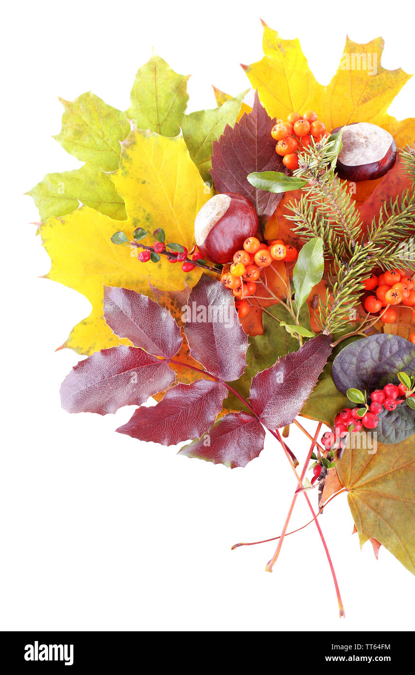Leaves, chestnuts and ashberries isolated on white Stock Photo