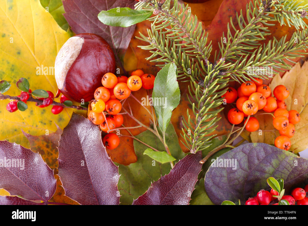 Leaves, cotoneaster and ashberries as background Stock Photo