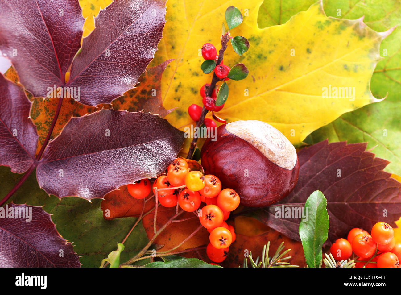Leaves, cotoneaster and ashberries as background Stock Photo