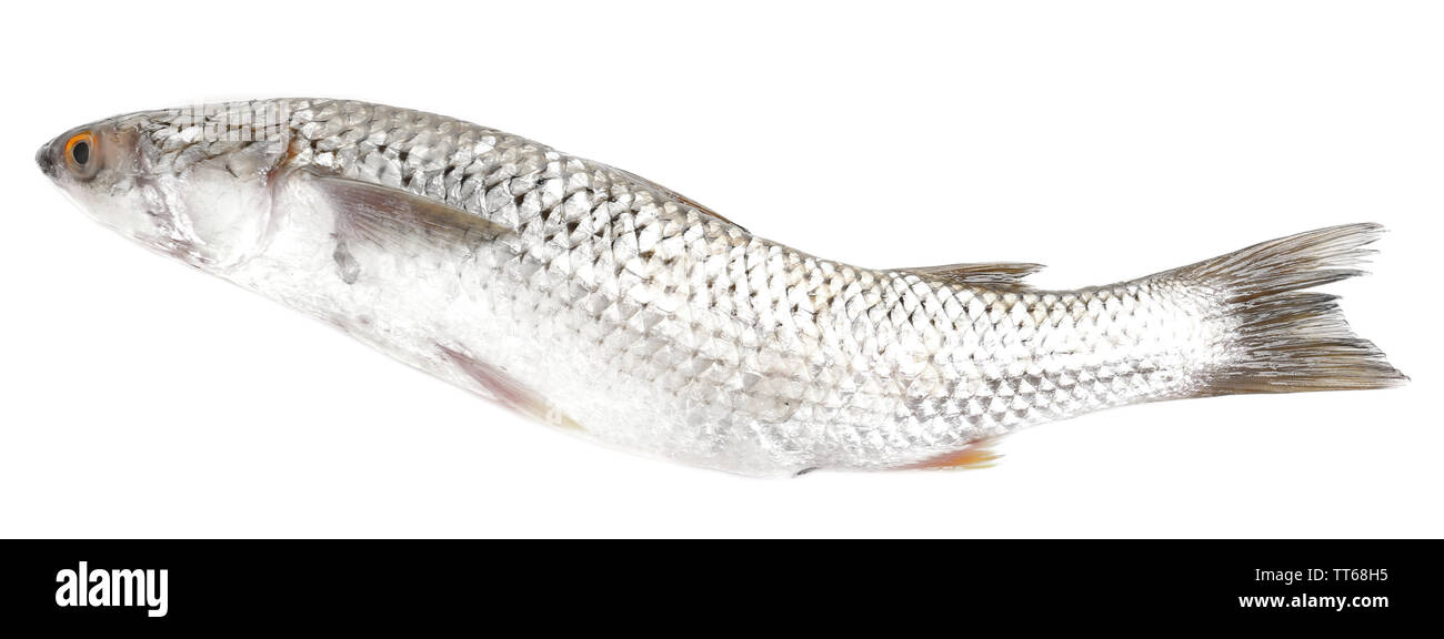 Fresh fish isolated on white Stock Photo