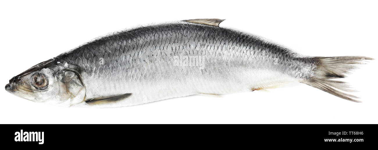 Fresh herring fish isolated on white Stock Photo Alamy
