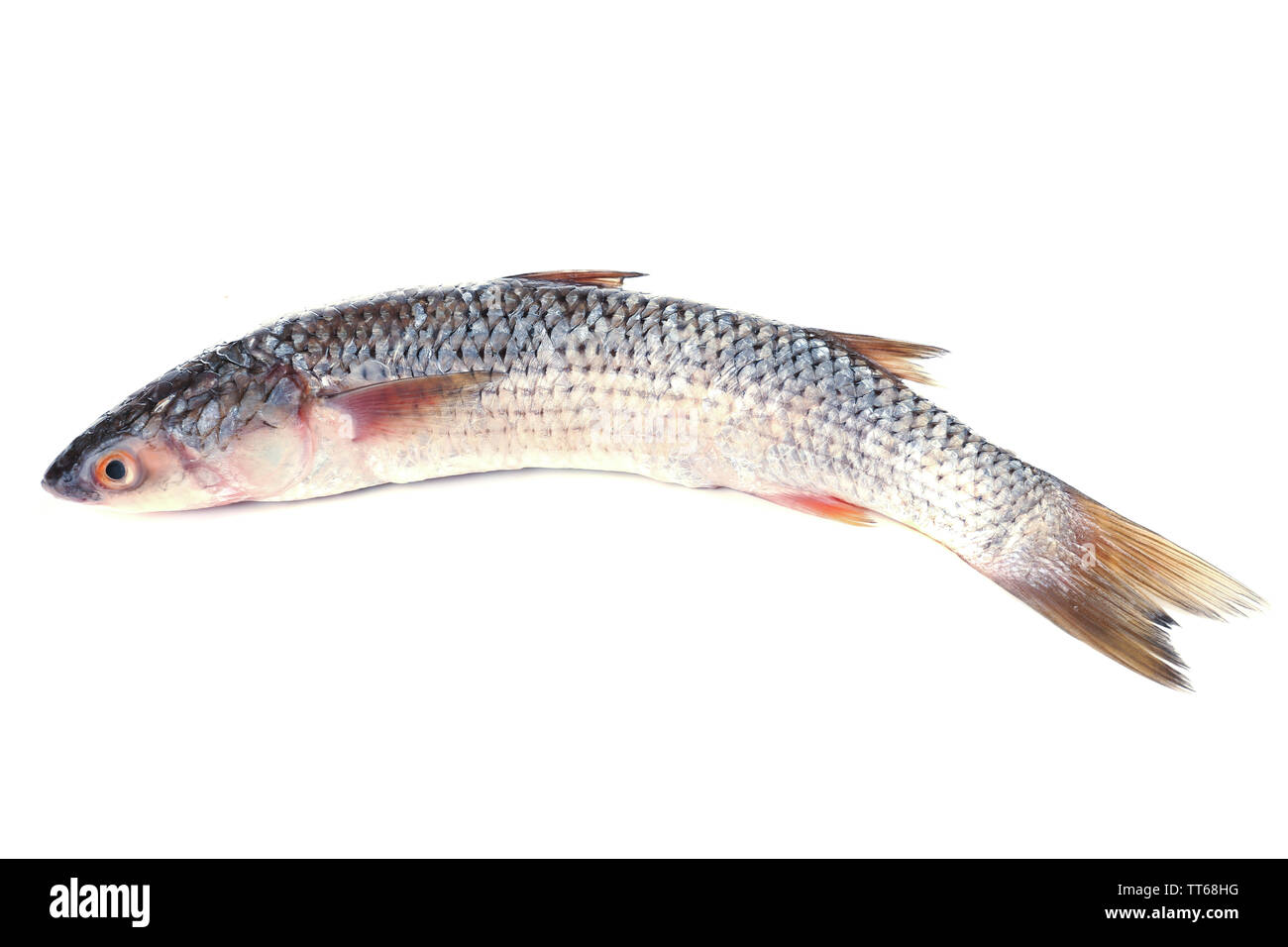 Fresh fish isolated on white Stock Photo
