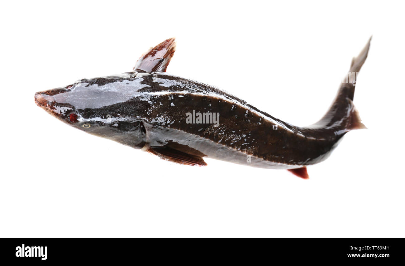 Fresh sterlet fish isolated on white Stock Photo - Alamy