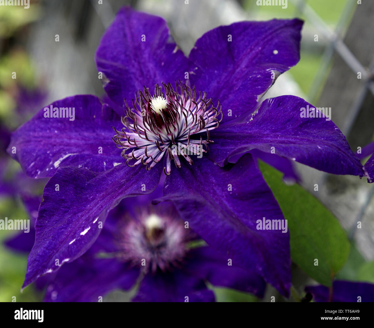 Caterpillar on purple flower hi-res stock photography and images - Alamy