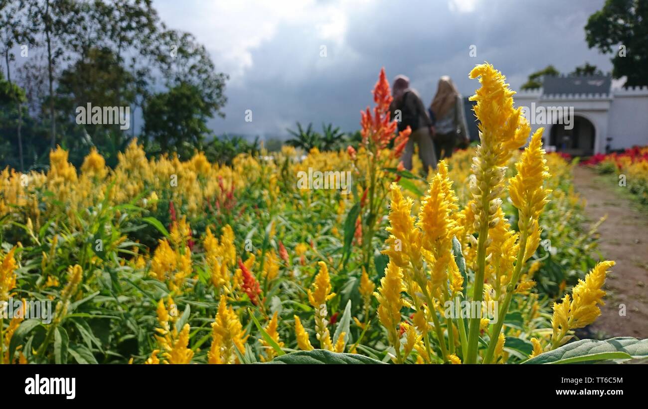 Beautiful flowers in the garden Stock Photo Alamy