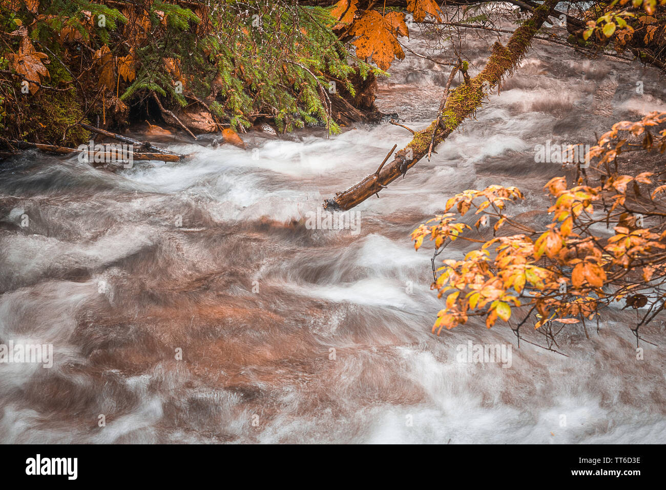 Mountain river water flowing gently downstream between autumn colored leaves. Soothing peaceful background for yoga/mind meditation/wellness therapy Stock Photo