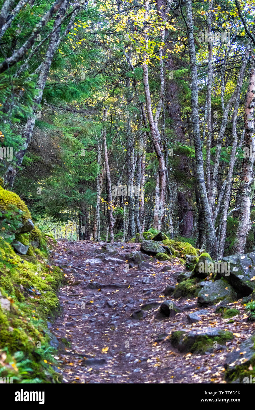 Nature hiking mountain trail through woodlands in Skagway, Alaska, uphill hike to Upper Dewey Lake. Dirt path with fallen autumn color yellow leaves. Stock Photo