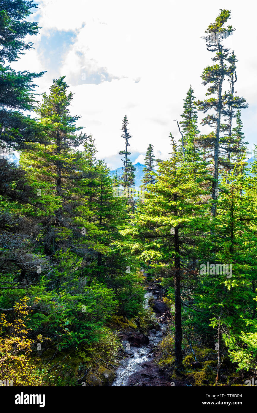 Tiny river stream flowing through mountains of Skagway, Alaska surrounded by tall pine and other trees in the autumn/fall season, with mountain range Stock Photo
