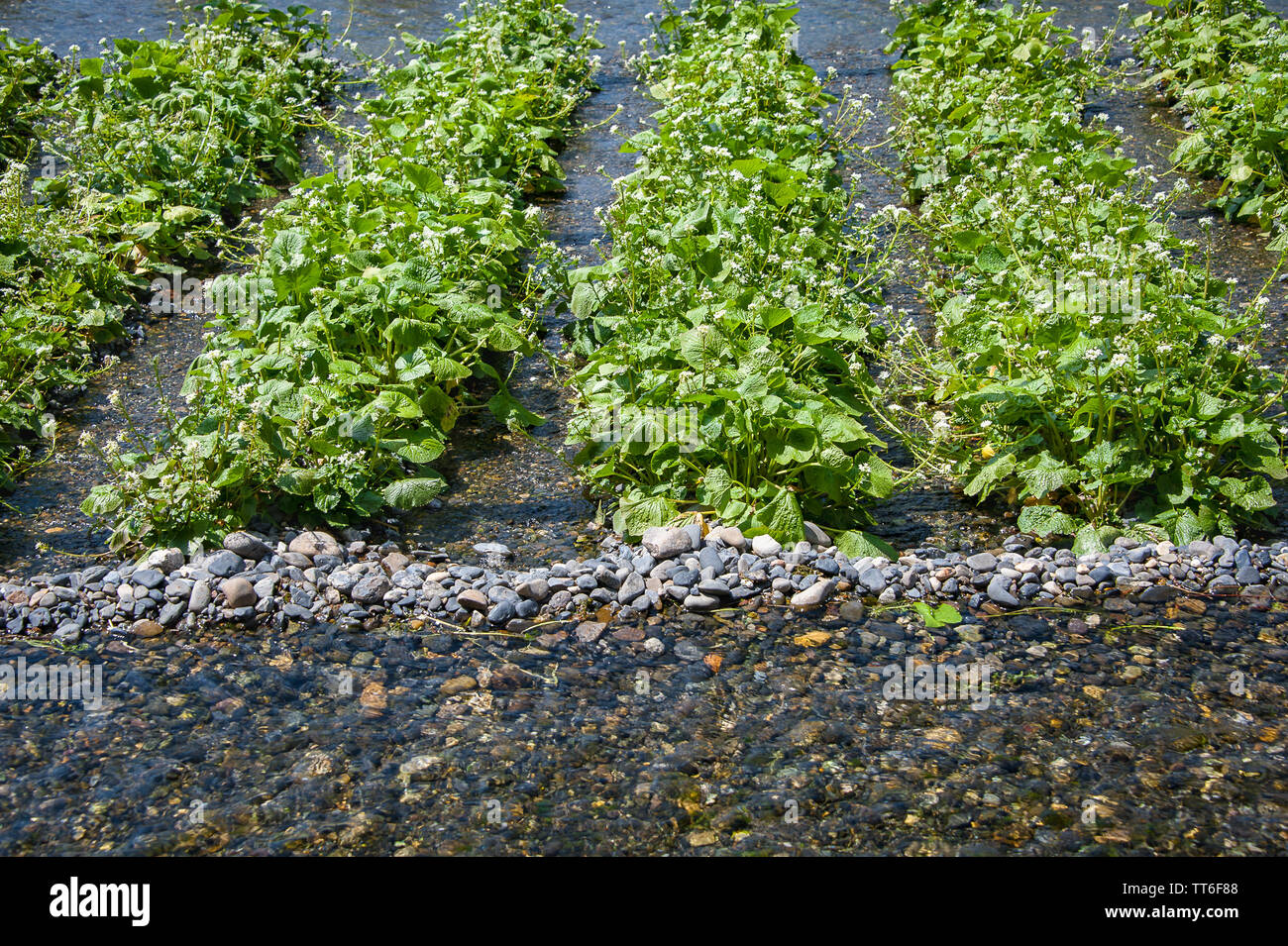 Horseradish plants hires stock photography and images Alamy