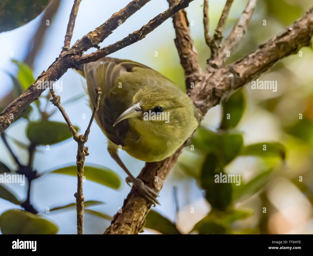 Endemic to the island of Kauai in Hawaii, the Kauai Amakihi, Chlorodrepanis stejnegeri is a threatened species of hawaiian honeycreeper Stock Photo