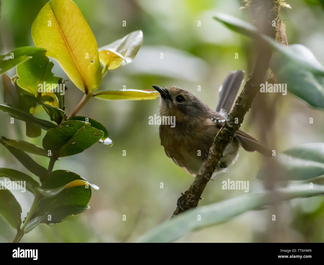 Kauai Elepaio, Chasiempis sclateri, an endemic bird to the island of Kauai Hawaii  in the Alakai Plateau Stock Photo